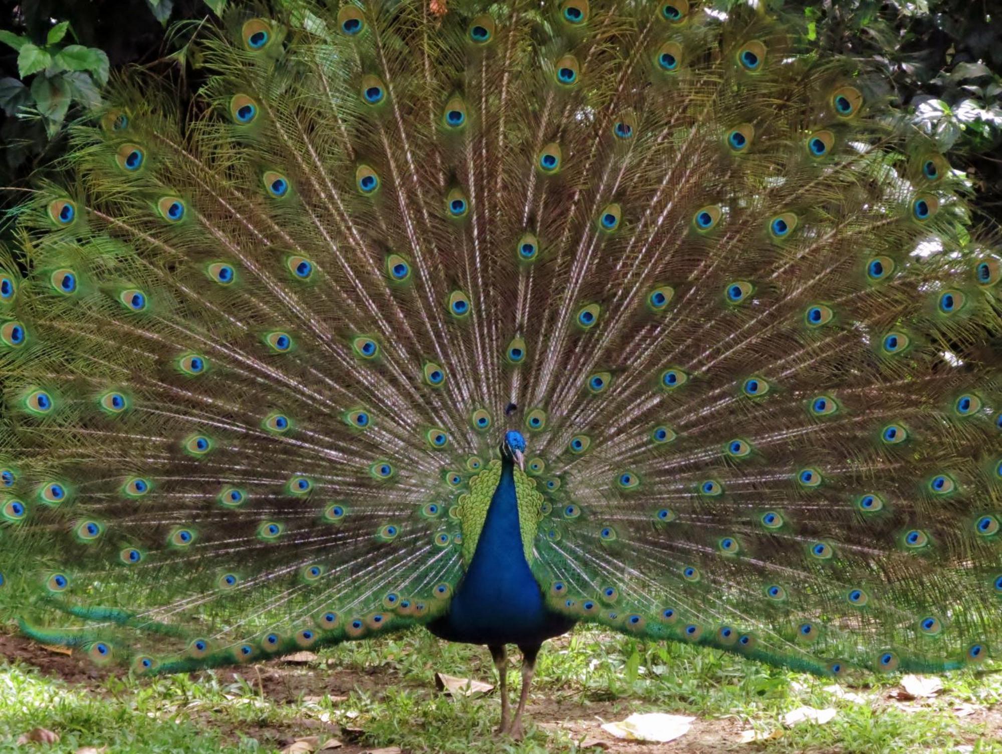 Villa Vocaré Agroecoturismo Upala Esterno foto