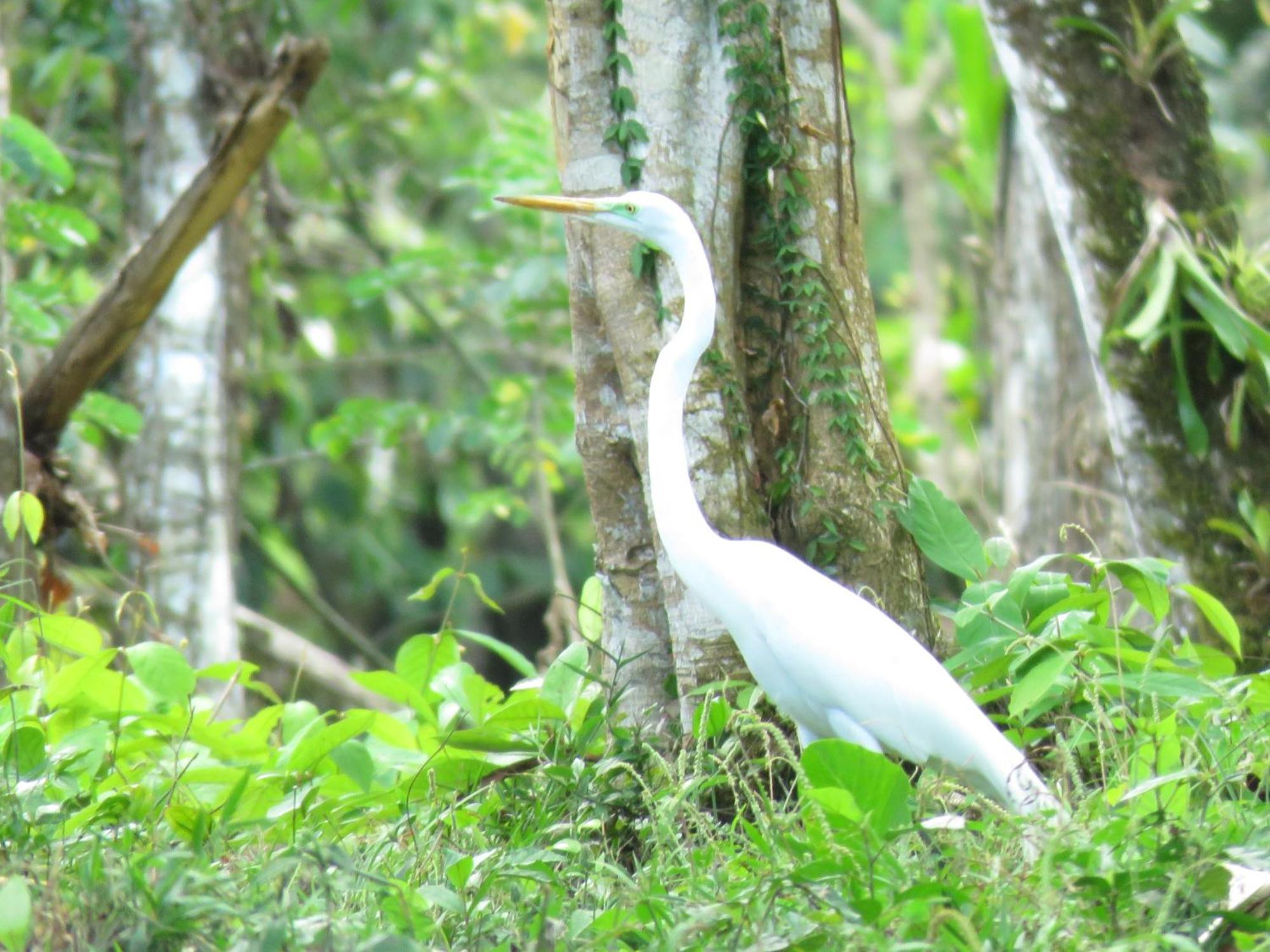 Villa Vocaré Agroecoturismo Upala Esterno foto