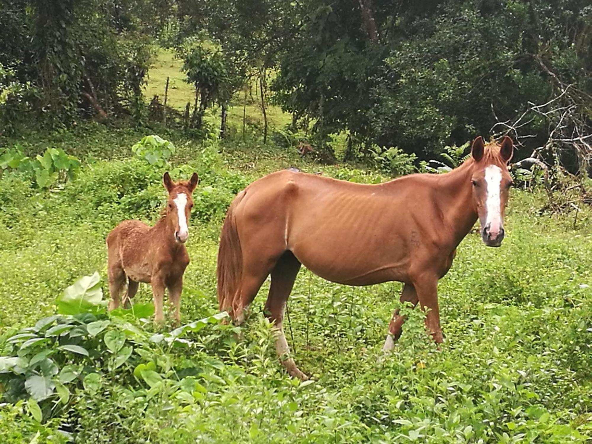 Villa Vocaré Agroecoturismo Upala Esterno foto
