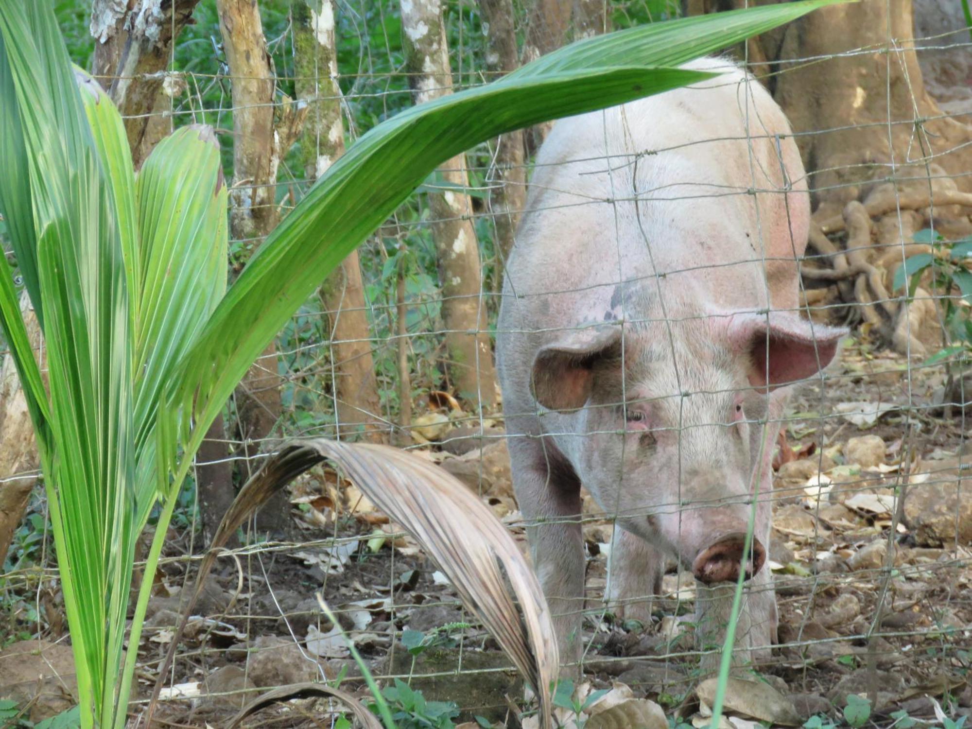 Villa Vocaré Agroecoturismo Upala Esterno foto