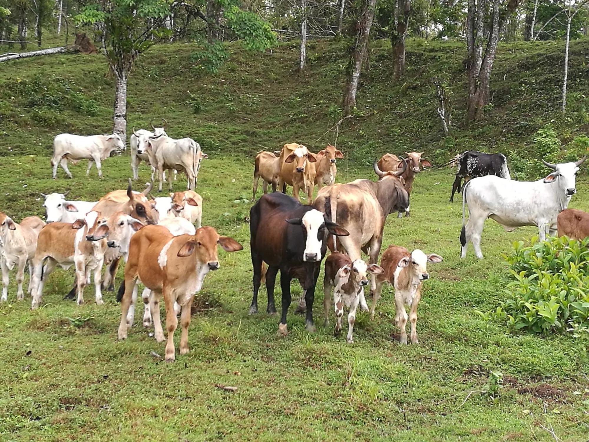 Villa Vocaré Agroecoturismo Upala Esterno foto