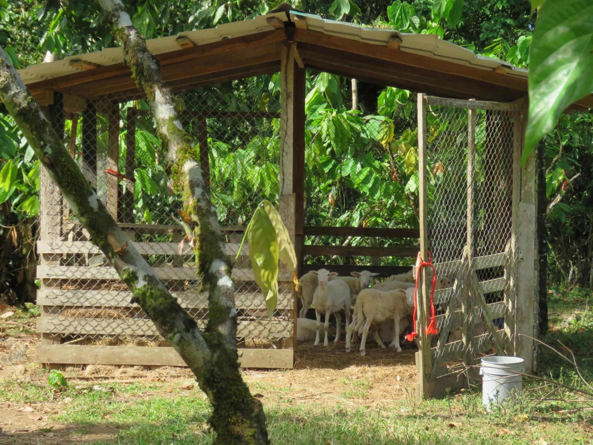 Villa Vocaré Agroecoturismo Upala Esterno foto