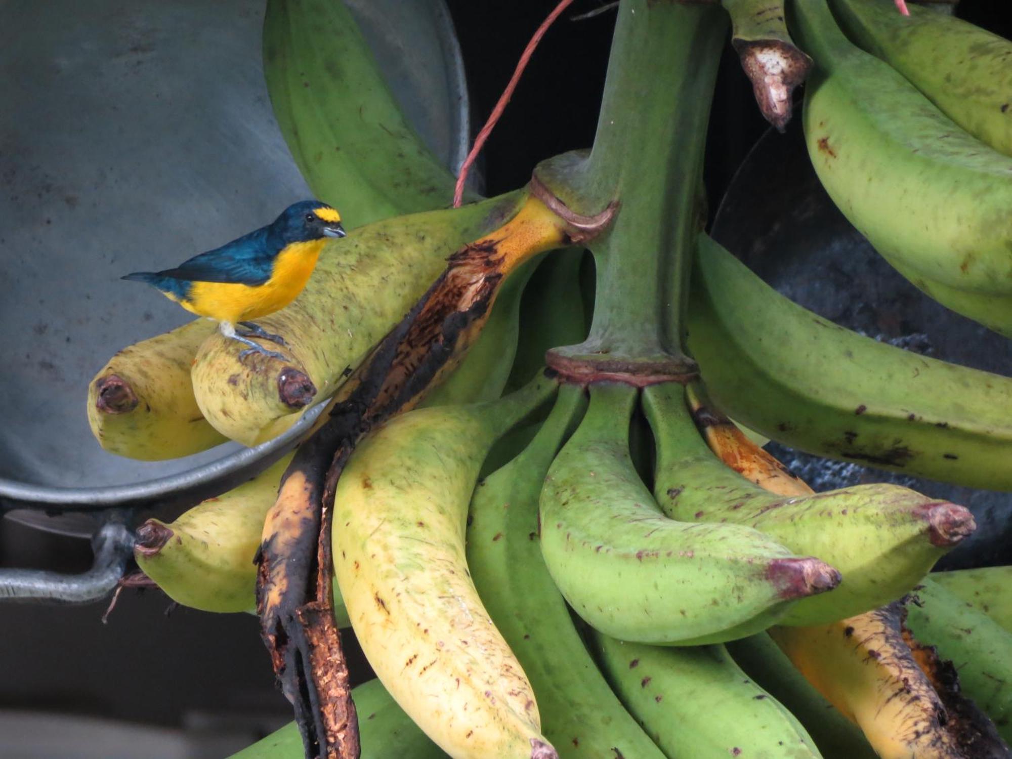 Villa Vocaré Agroecoturismo Upala Esterno foto